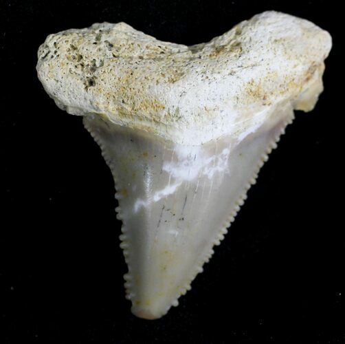 Summerville Angustiden Tooth - #28230